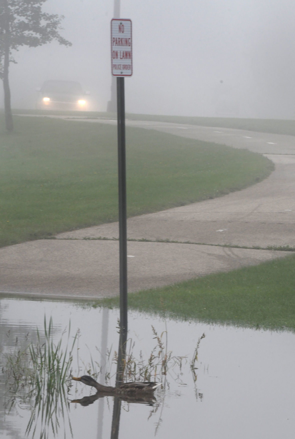 water duck parking.jpg